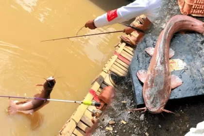 Cara Meracik Umpan Lele Media Belut untuk Kolam Harian, Gacor Tanpa Essen!